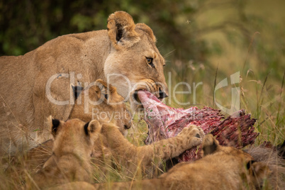 Close-up of lioness chewing kill with cubs