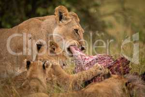 Close-up of lioness chewing kill with cubs
