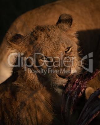 Close-up of lioness gnawing ribs of carcase