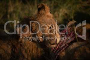 Close-up of lioness gnawing ribs of kill