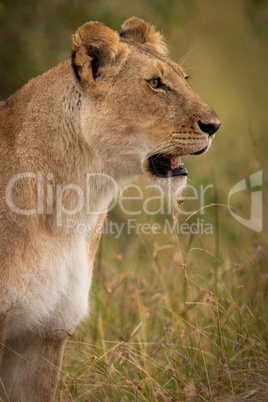 Close-up of lioness staring in long grass