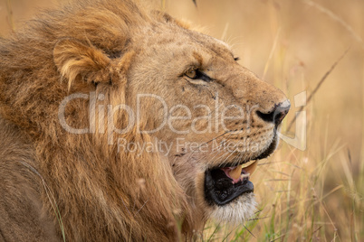 Close-up of male lion lying in grass