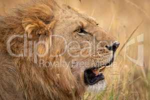 Close-up of male lion lying in grass