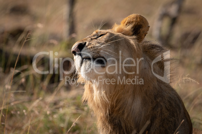 Close-up of male lion tossing his head