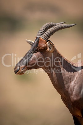 Close-up of male topi head and neck