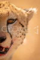 Close-up of right half of cheetah face