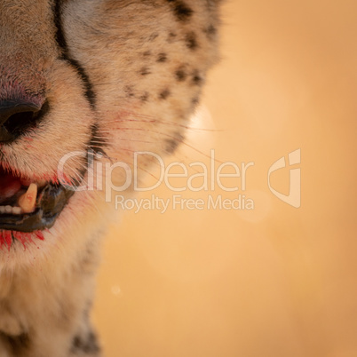 Close-up of right quarter of cheetah face