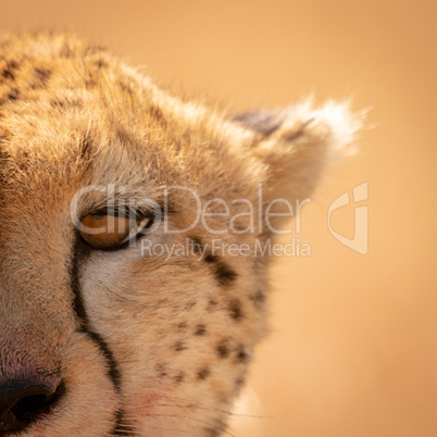 Close-up of top-right quarter of cheetah face