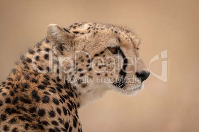 Close-up of sitting cheetah head and shoulders