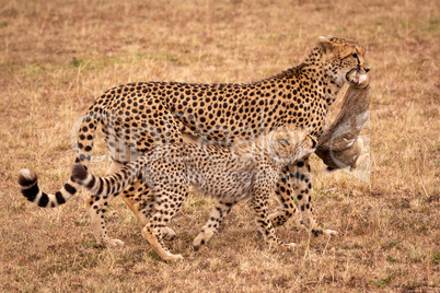 Cub bites scrub hare carried by cheetah