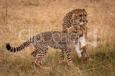 Cub biting scrub hare carried by cheetah