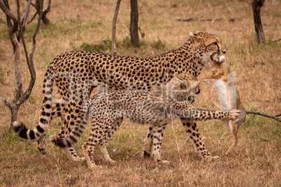 Cub claws scrub hare carried by cheetah