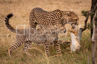 Cub claws scrub hare held by cheetah