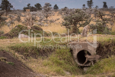 Cub enters concrete pipe watched by cheetah