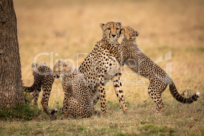 Cub hugs and nuzzles cheetah beside siblings