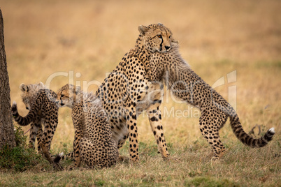Cub hugs cheetah on grass beside siblings