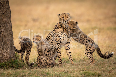 Cub hugs cheetah on grass by siblings