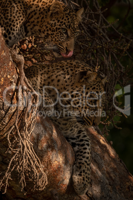 Cub licks lips beside leopard in tree