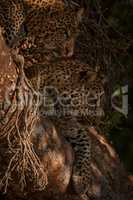 Cub licks lips beside leopard in tree