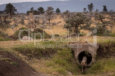 Cub leaves concrete pipe guarded by cheetah