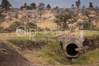 Cub looks in pipe watched by cheetah