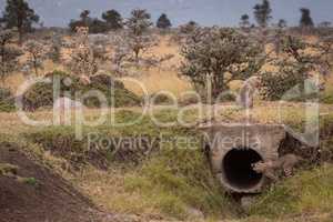 Cub looks in pipe watched by cheetah