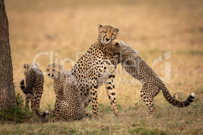 Cub nuzzles cheetah on grass beside siblings