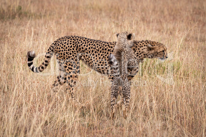 Cub on hind legs leaning on cheetah
