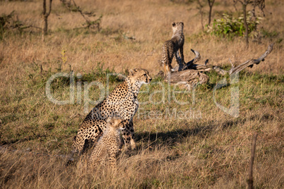 Cub on log behind cheetah and sibling