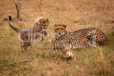 Cub pounces on scrub hare by cheetah