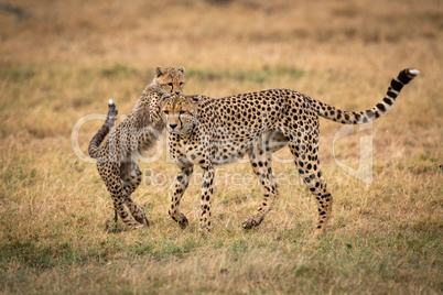 Cub putting paws on back of cheetah