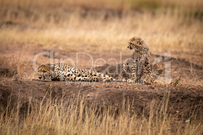 Cub sits beside mother lying on mound