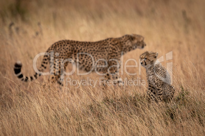 Cub sits in grass with cheetah behind