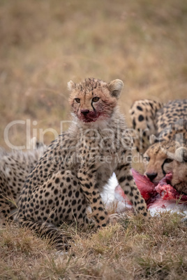 Cub sits with bloody mouth beside kill