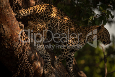 Cub stands behind leopard lying in branches