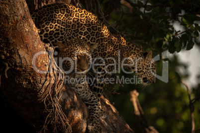 Cub stands behind leopard lying in tree
