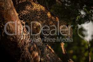 Cub stands behind leopard lying in tree