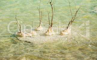 Beautiful coast of the Dead Sea .