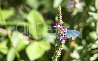 Holly blue butterfly on a flower