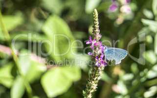 Holly blue butterfly on a flower