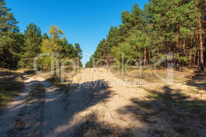 sandy road in the middle of a green coniferous forest