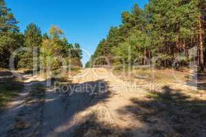 sandy road in the middle of a green coniferous forest