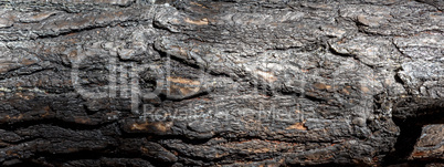 fragment of burnt pine trunk, banner,