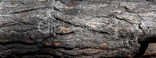 fragment of burnt pine trunk, banner,