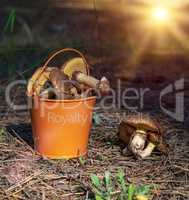 orange metal bucket with edible forest mushrooms