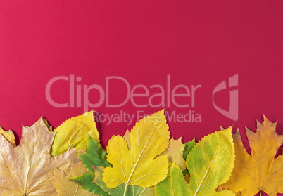 red background with yellow leaves of maple and mulberry