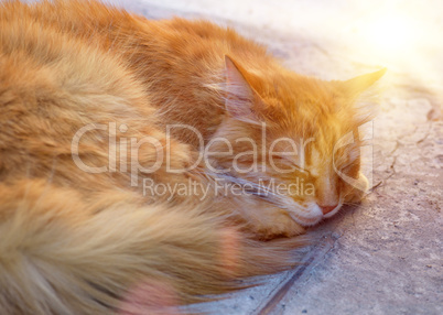 sleeping fluffy red cat on the pavement