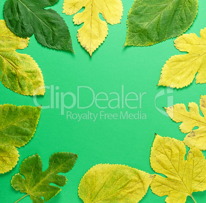 yellow and green leaves of mulberry on a green background