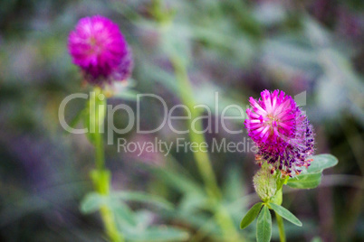 purple flowers of red trefoil