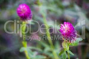 purple flowers of red trefoil